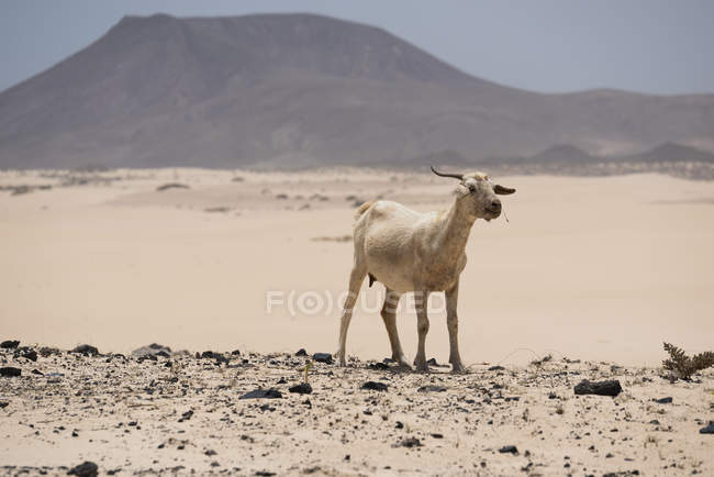 Cabra salvaje sobre colinas arenosas con rocas sobre fondo borroso con dunas y montañas desérticas, Islas Canarias - foto de stock