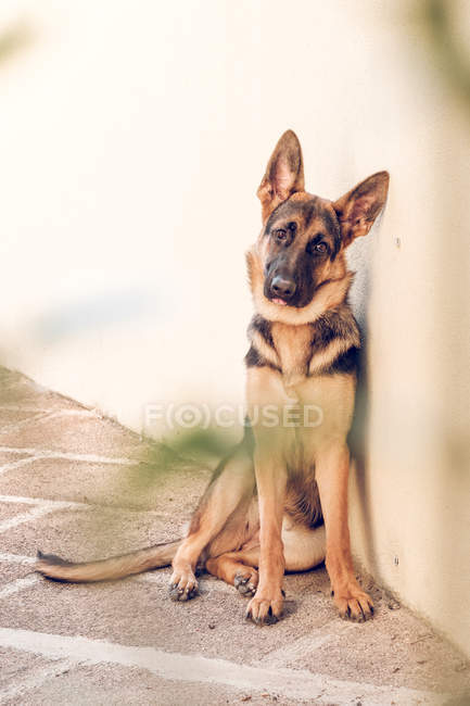 Schäferhund sitzt auf dem Boden und blickt in die Kamera — Stockfoto
