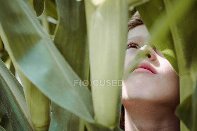 Petit garçon marchant parmi le champ de maïs — Photo de stock