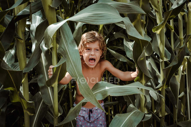 Маленький хлопчик у шортах на кукурудзяному полі — стокове фото
