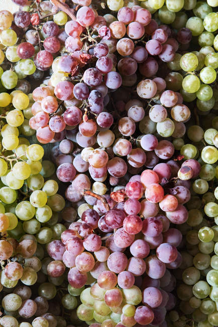 Detail of purple and green grapes in heap — Stock Photo