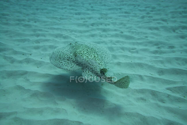 Marbled electric ray, fuerteventura canary islands — Stock Photo