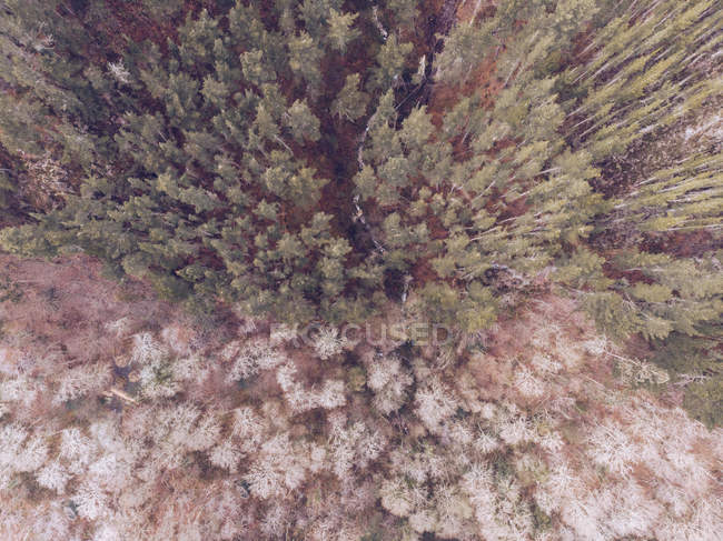 Захватывающий дух вид на маленькие домики, стоящие на поляне возле великолепного леса в Астурии, Испания — стоковое фото