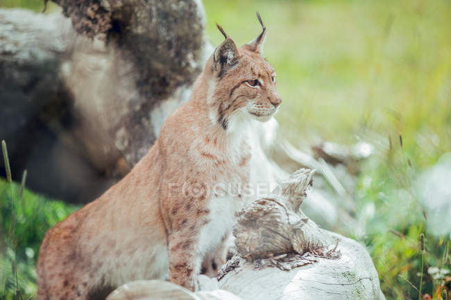 Lince marrom sentado no ramo na reserva natural e olhando para longe — Fotografia de Stock