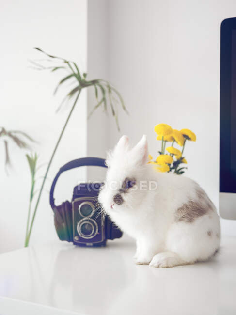Белый кролик с коричневыми пятнами на белой мебели с музыкальным устройством и растениями — стоковое фото
