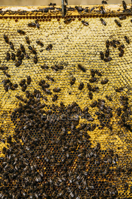 Крупный план пчелиного роя, работающего над сотовыми сотами — стоковое фото