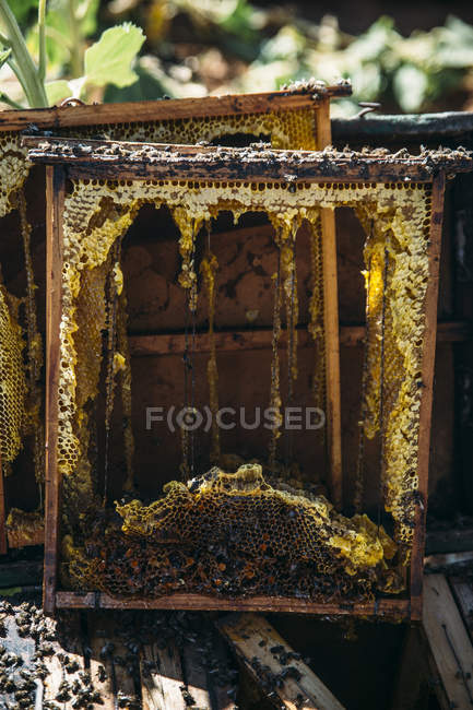 Closeup of collecting organic honey from honeycomb — Stock Photo