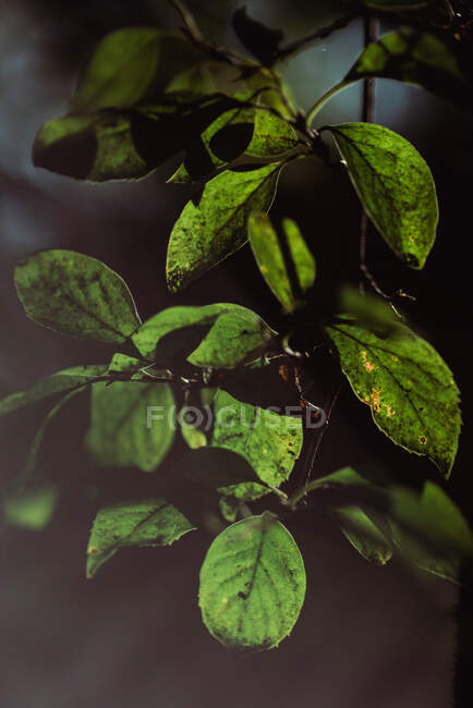 Feuilles vertes de l'arbre — Photo de stock