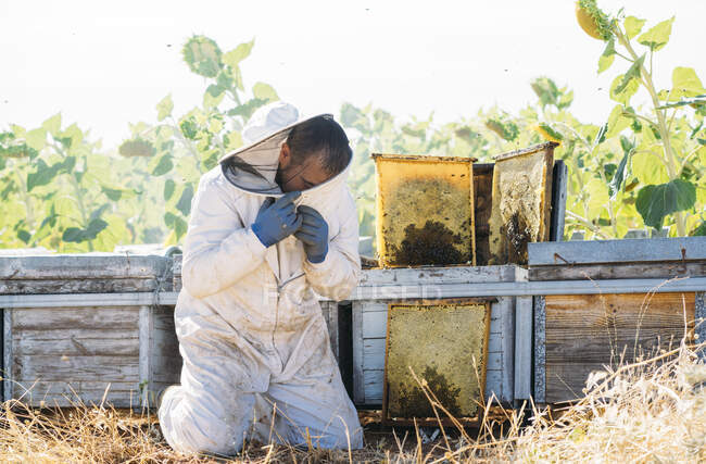 Бджолярі збирають мед — стокове фото