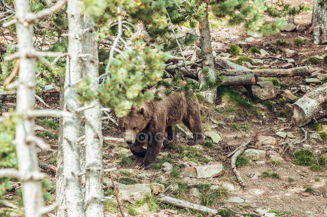 Коричневий ведмідь ходить в лісі в природному заповіднику — стокове фото