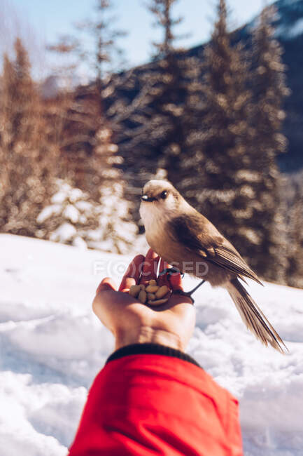 Рука фермера с семенами, питающими маленькую дикую птицу в природе снегом и солнечным светом на заднем плане, Канада — стоковое фото