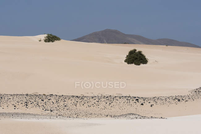 Растительность на песчаной равнине с горами на Канарских островах — стоковое фото