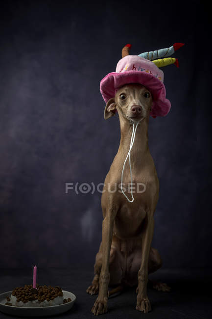 Милий Італійська хорт собака в капелюсі смішний день народження торт на чорному фоні — стокове фото