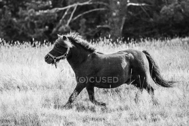 Schwarz-Weiß-Aufnahme eines entzückenden Ponys, das an einem sonnigen Tag im Gras läuft — Stockfoto