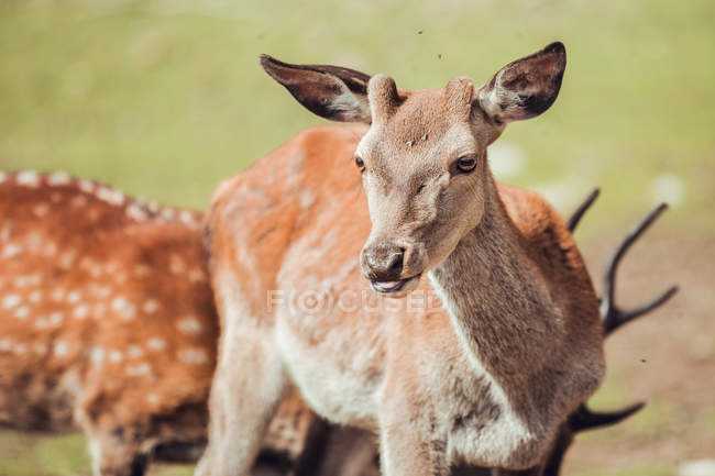 Primo piano dei cervi bruni al pascolo nella riserva naturale — Foto stock