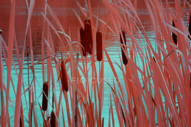 Roseaux poussant près de l'eau — Photo de stock