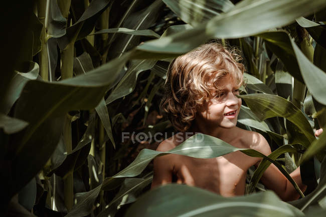 Kleiner Junge spaziert durch Maisfeld — Stockfoto
