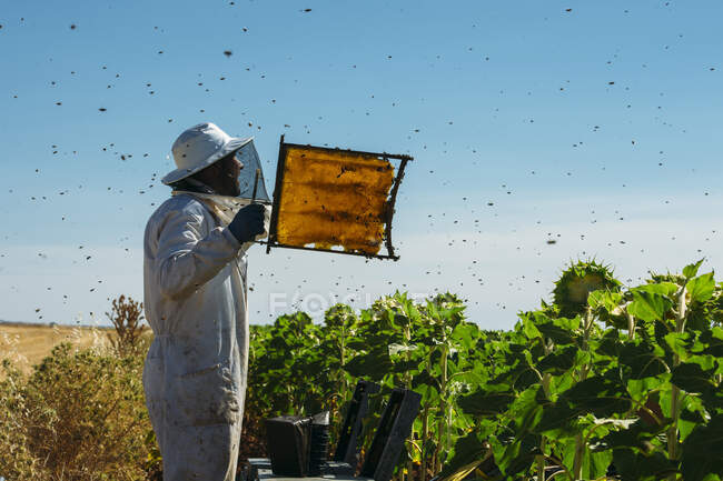 L'apicoltore che lavora raccoglie il miele — Foto stock