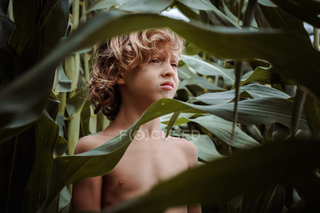 Little boy walking among cornfield — Stock Photo