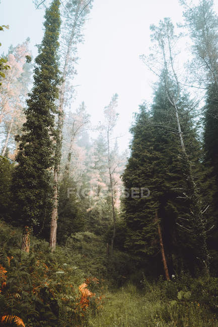Спокойный зеленый лес-пикник при дневном свете — стоковое фото