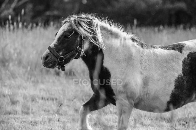 Entzückendes Pony läuft bei sonnigem Tag im Gras — Stockfoto