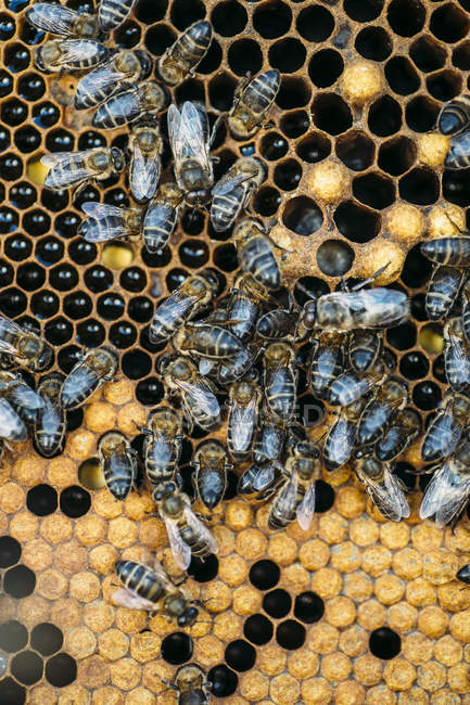 Primer plano de las abejas melíferas ocupadas que trabajan en panal - foto de stock