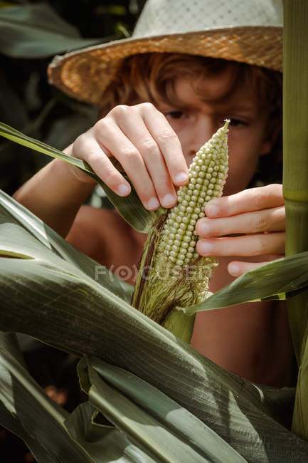 Junge hält Mais im Maisfeld — Stockfoto