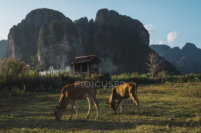 Vacas pastando no prado perto de cabana de madeira com falésias no fundo — Fotografia de Stock