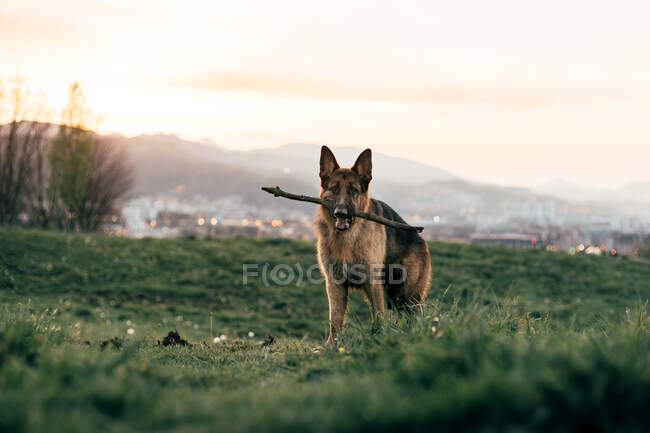 Lustiger Hund steht im Feld — Stockfoto