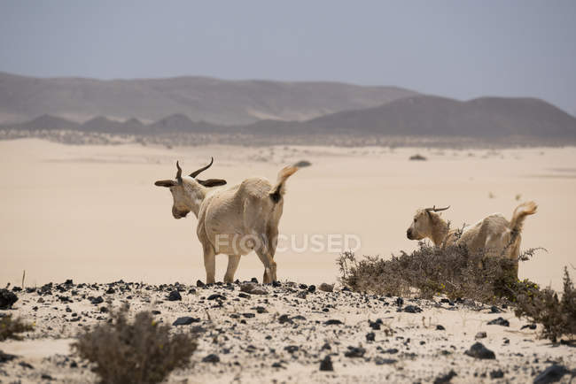Pâturage de chèvres sur les collines du désert de Fuerteventura, îles Canaries — Photo de stock