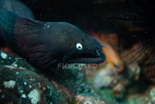 Enguia preta moray, fuerteventura ilhas canárias — Fotografia de Stock