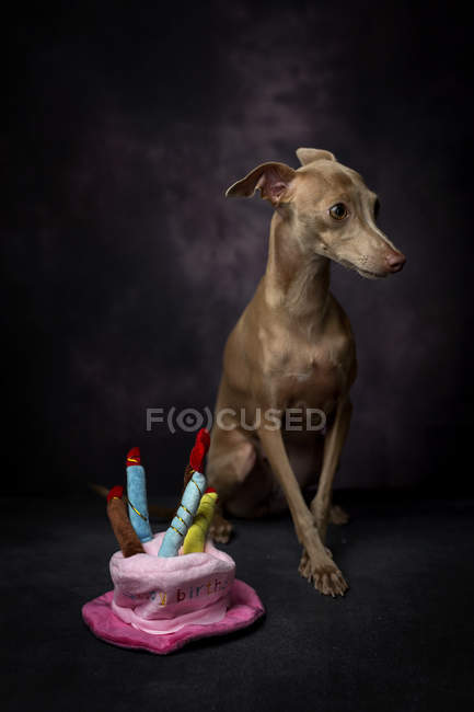 Cão de galgo italiano bonito com chapéu de aniversário engraçado no fundo preto — Fotografia de Stock