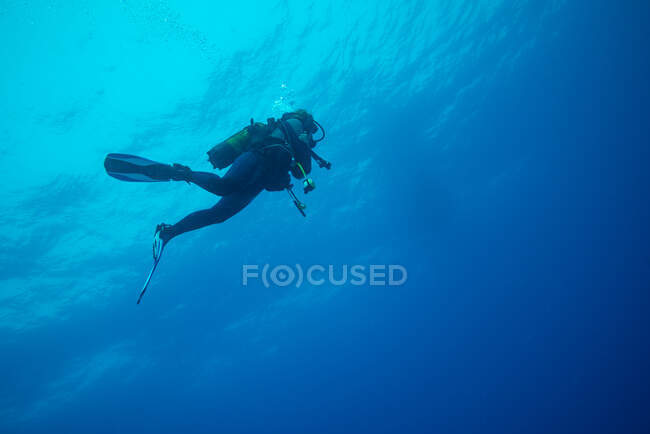 Buceador sumergiéndose en el azul, fuerteventura islas canarias - foto de stock