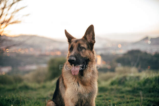 Funny dog standing in field — Stock Photo