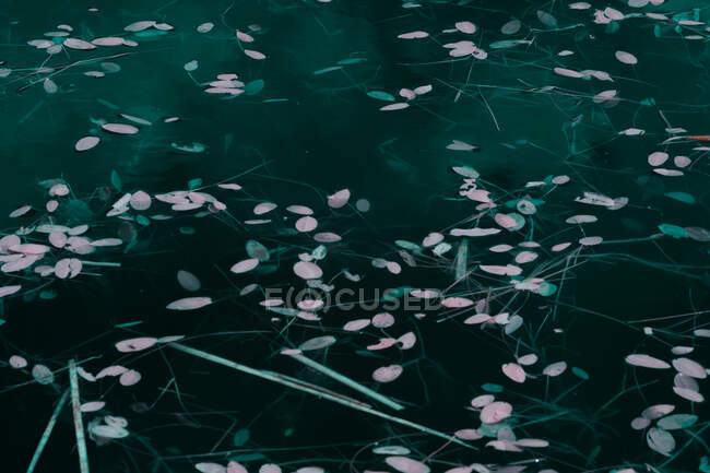 Водная трава плавает в озере — стоковое фото