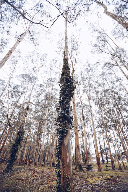 Vue d'en bas de lierre grimpant sur le tronc d'arbre dans une belle forêt des Asturies, Espagne — Photo de stock