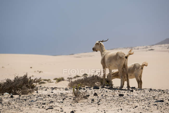 Capre al pascolo sulle colline nel deserto di Fuerteventura, Isole Canarie — Foto stock
