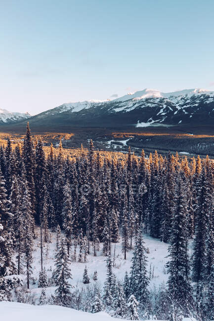 Blick auf verschneite, ruhige Nadelwälder im Gelände mit malerischen Bergen unter blauem Himmel — Stockfoto