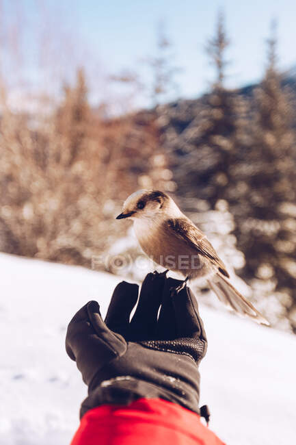 Crop mano del viaggiatore con guanto con uccellino selvatico in natura con neve e luce solare su sfondo, Canada — Foto stock