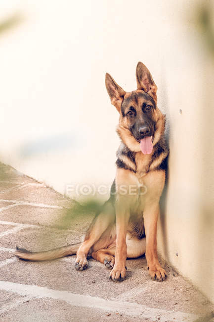 Schäferhund sitzt auf dem Boden und blickt in die Kamera — Stockfoto