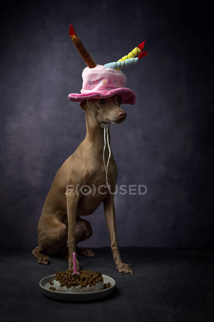 Mignon chien de lévrier italien dans un drôle de chapeau d'anniversaire avec gâteau sur fond noir — Photo de stock