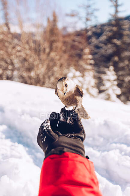 Crop mano del viaggiatore con guanto con uccellino selvatico in natura con neve e luce solare su sfondo, Canada — Foto stock