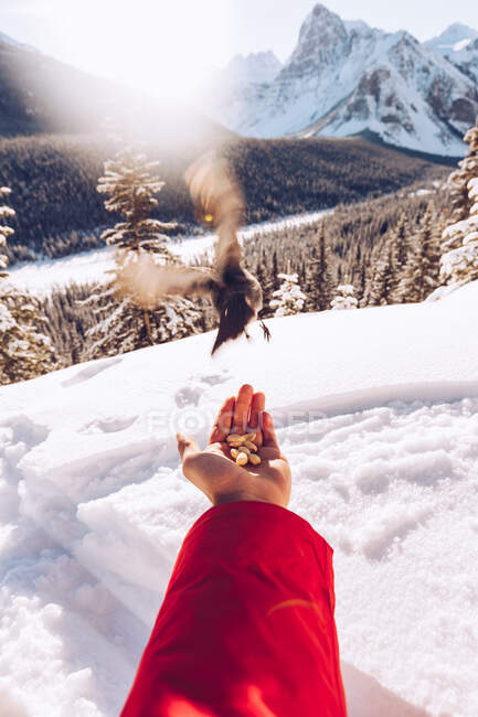 Main de culture du voyageur avec des graines nourrissant petit oiseau sauvage dans la nature avec de la neige et de la lumière du soleil sur le fond, Canada — Photo de stock