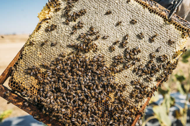Closeup of honeybee swarm working on honeycomb — Stock Photo