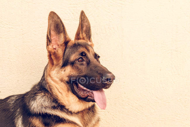 German shepherd with tongue out looking away on white background — Stock Photo
