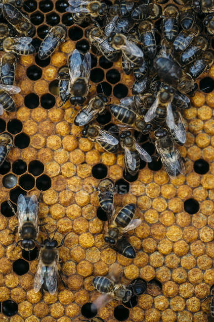 Close-up de abelhas ocupadas trabalhando em favo de mel — Fotografia de Stock