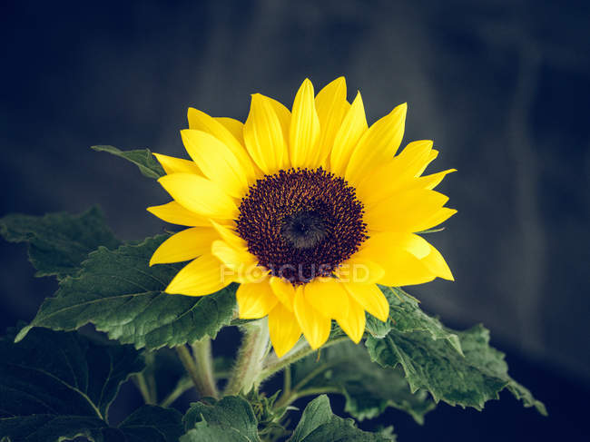 Blooming sunflower with green leaves on dark background — Stock Photo