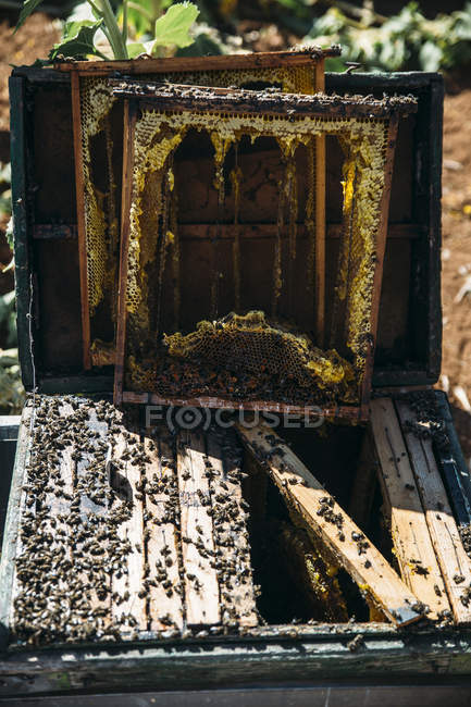 Primo piano di raccolta di miele biologico da nido d'ape — Foto stock