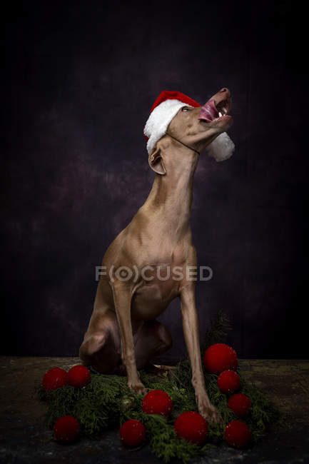 Italian greyhound Dog in Santa Claus hat with tongue sticking out on dark background with Christmas decorations — Stock Photo
