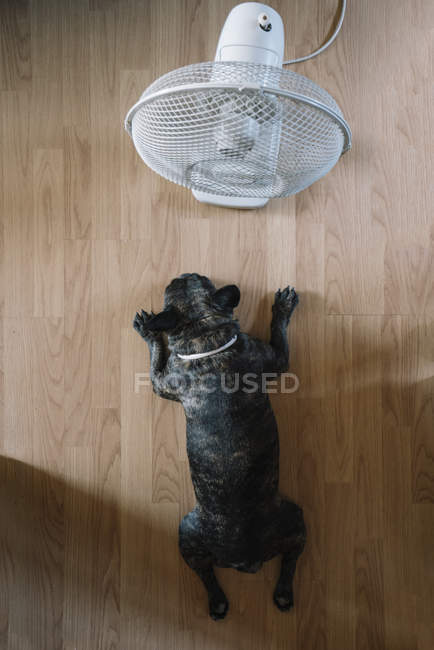 Buldogue francês na frente do ventilador de ar no chão de madeira — Fotografia de Stock